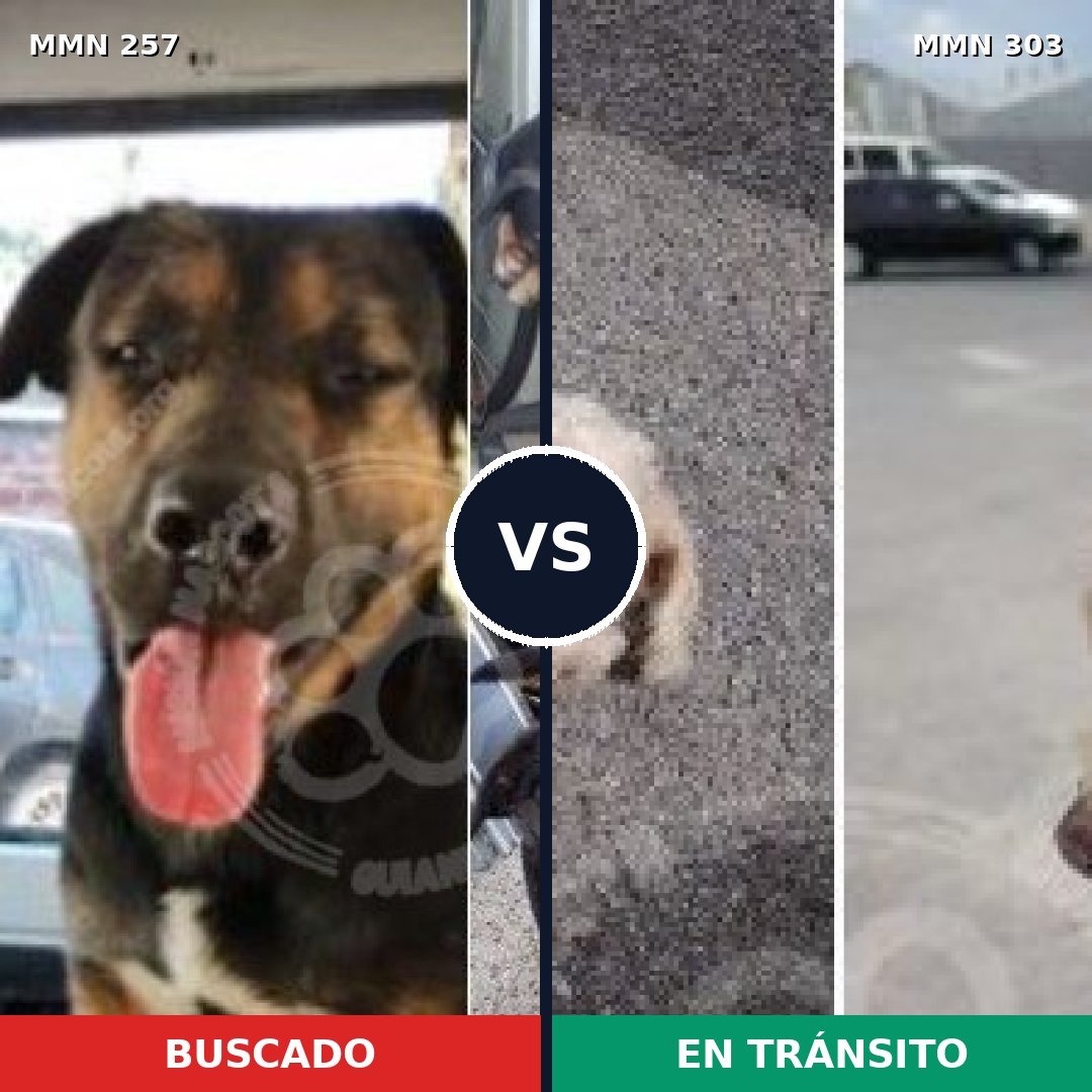 Comparativa MMS 5467: mascota perdida y mascota encontrada, 8% de similitud
