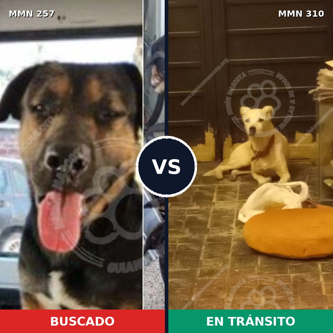 Comparativa MMS 5468: mascota perdida y mascota encontrada, 12% de similitud