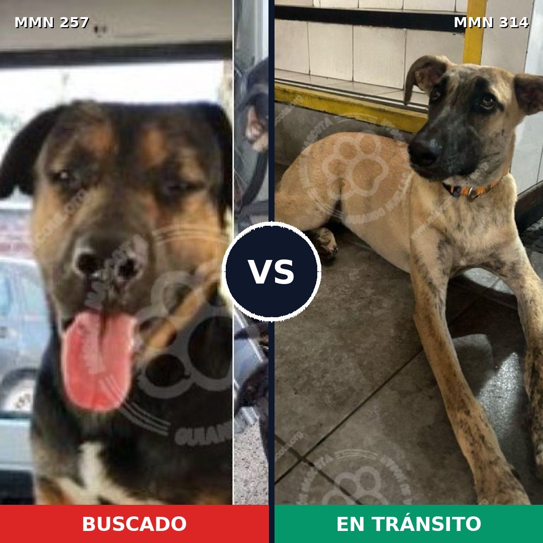 Comparativa MMS 5469: mascota perdida y mascota encontrada, 51% de similitud
