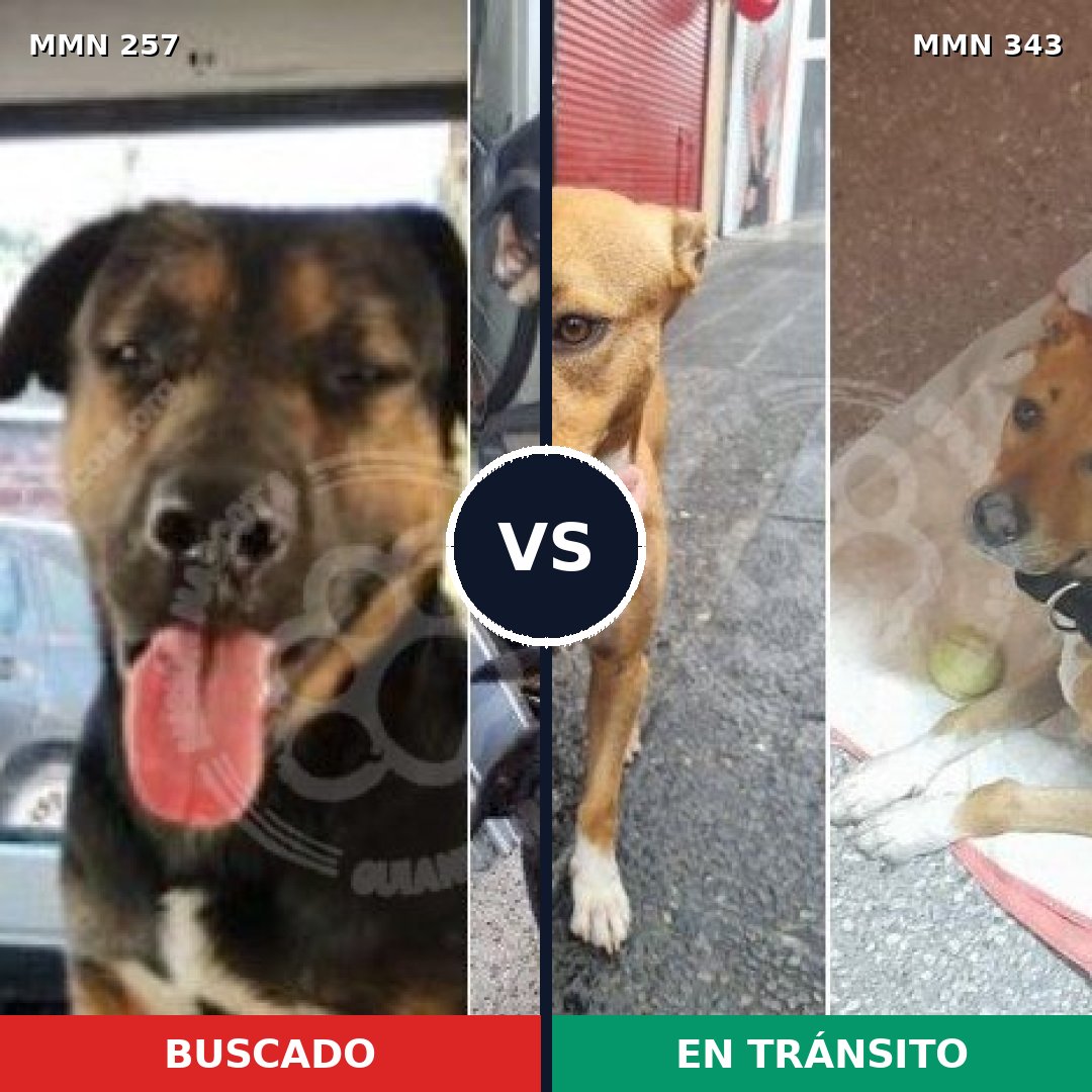 Comparativa MMS 5471: mascota perdida y mascota encontrada, 11% de similitud
