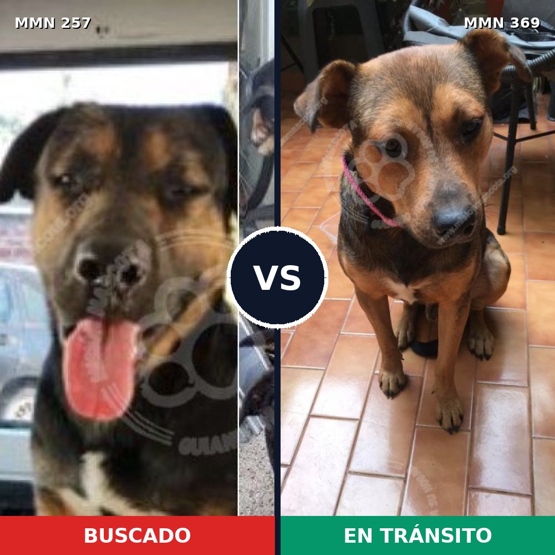 Comparativa MMS 5472: mascota perdida y mascota encontrada, 46% de similitud