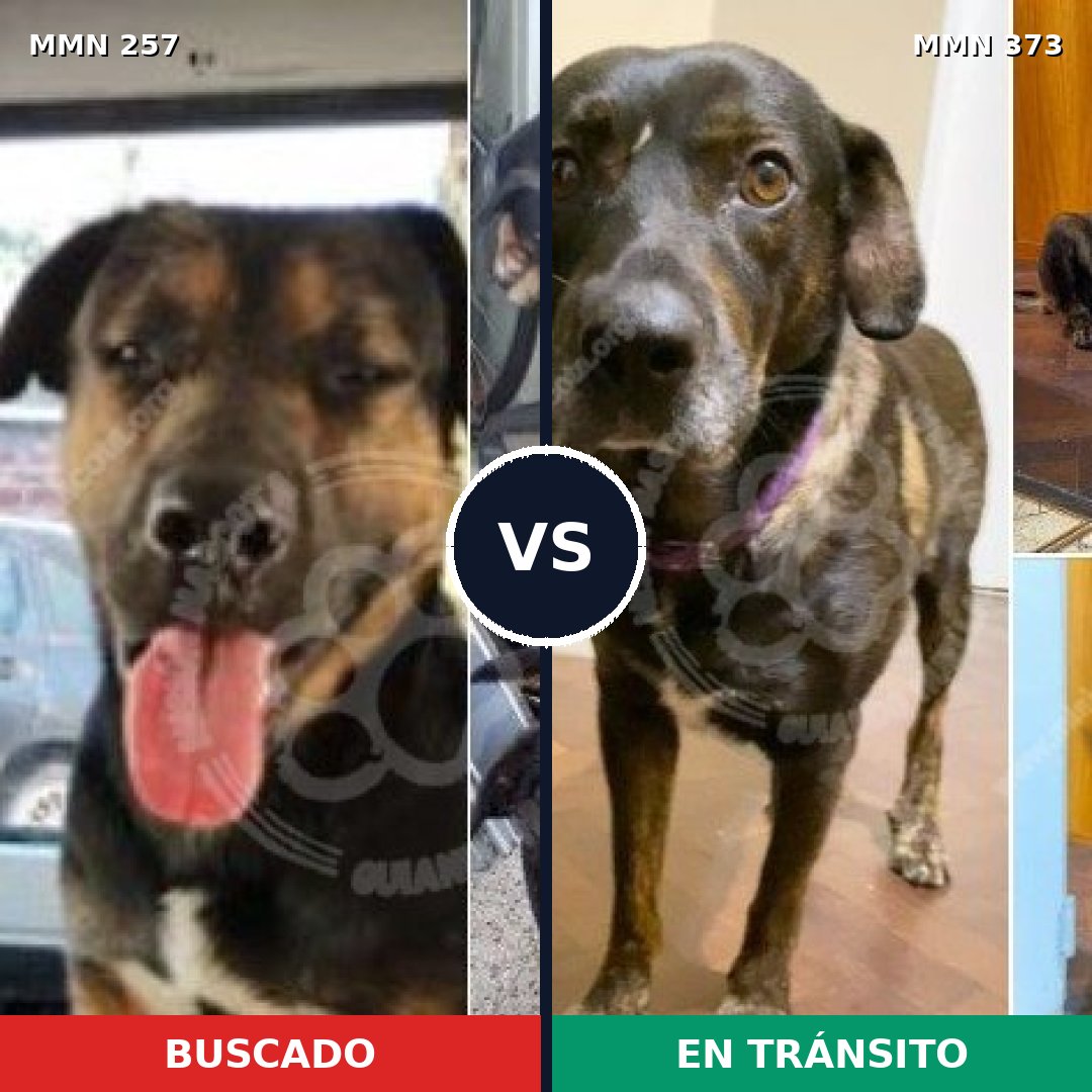 Comparativa MMS 5473: mascota perdida y mascota encontrada, 6% de similitud