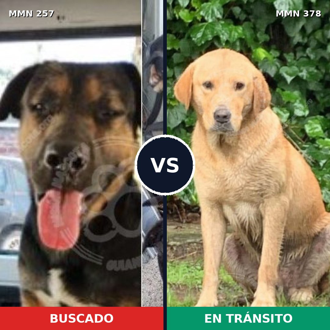 Comparativa MMS 5475: mascota perdida y mascota encontrada, 47% de similitud