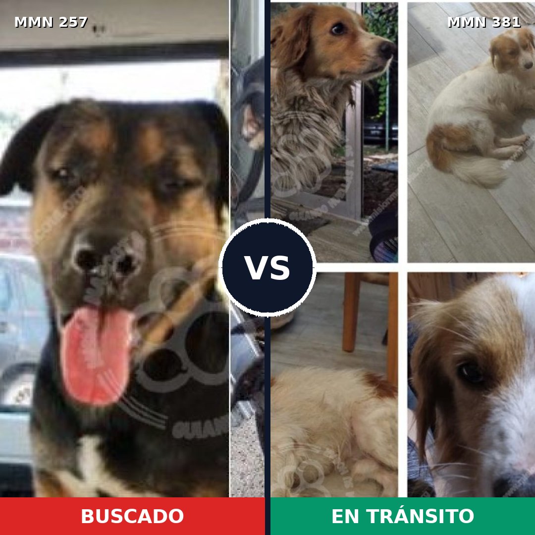 Comparativa MMS 5476: mascota perdida y mascota encontrada, 6% de similitud