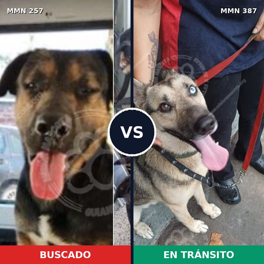 Comparativa MMS 5477: mascota perdida y mascota encontrada, 15% de similitud