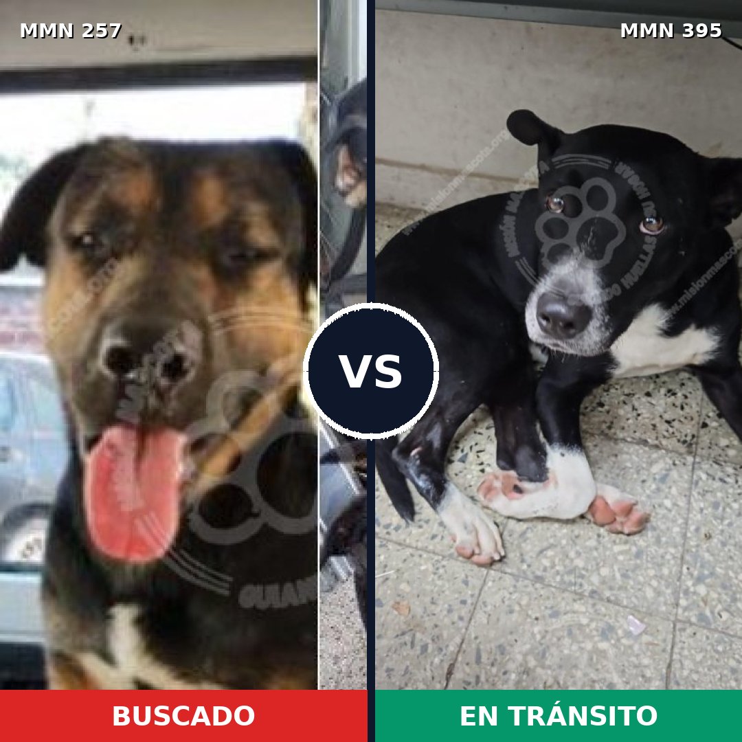 Comparativa MMS 5478: mascota perdida y mascota encontrada, 22% de similitud
