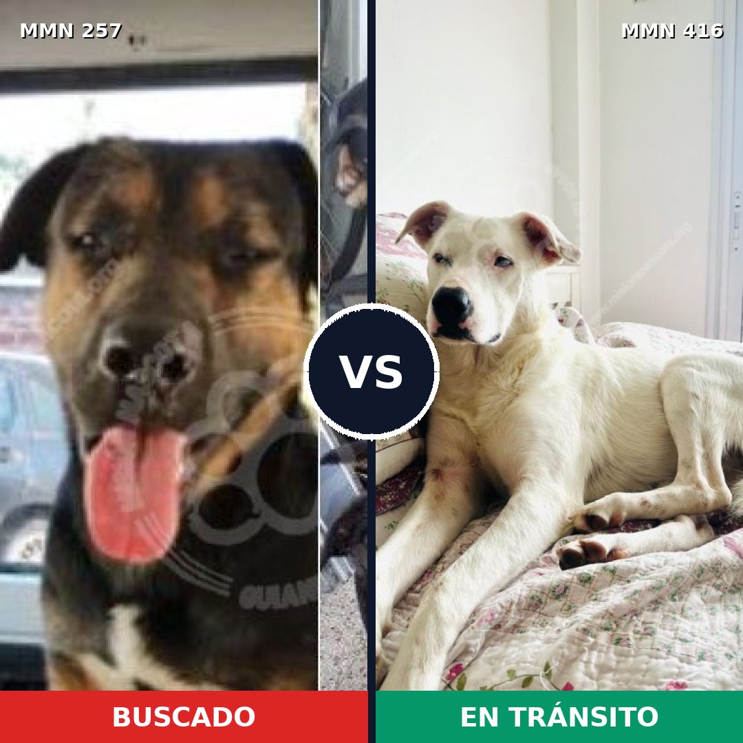 Comparativa MMS 5480: mascota perdida y mascota encontrada, 63% de similitud