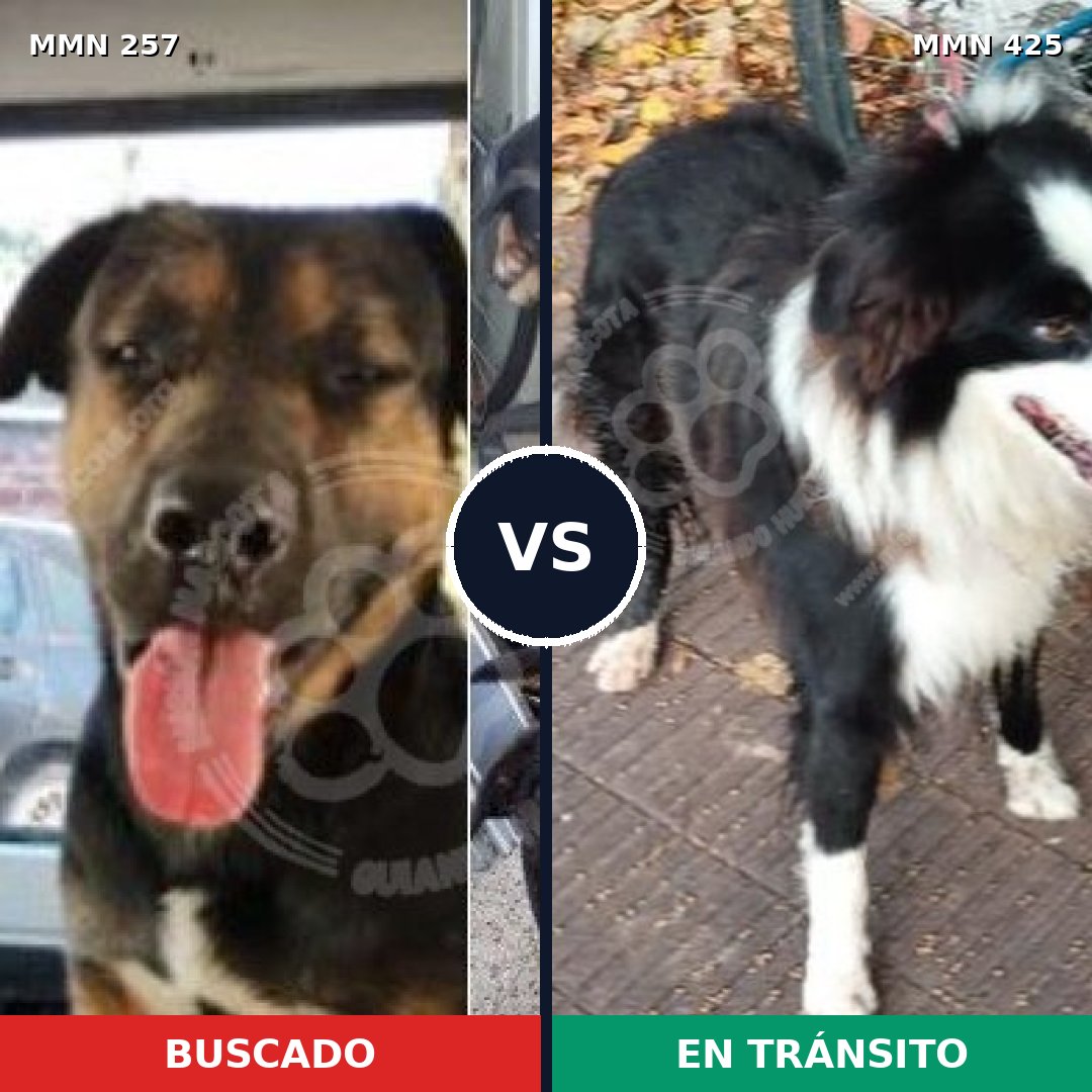 Comparativa MMS 5482: mascota perdida y mascota encontrada, 55% de similitud