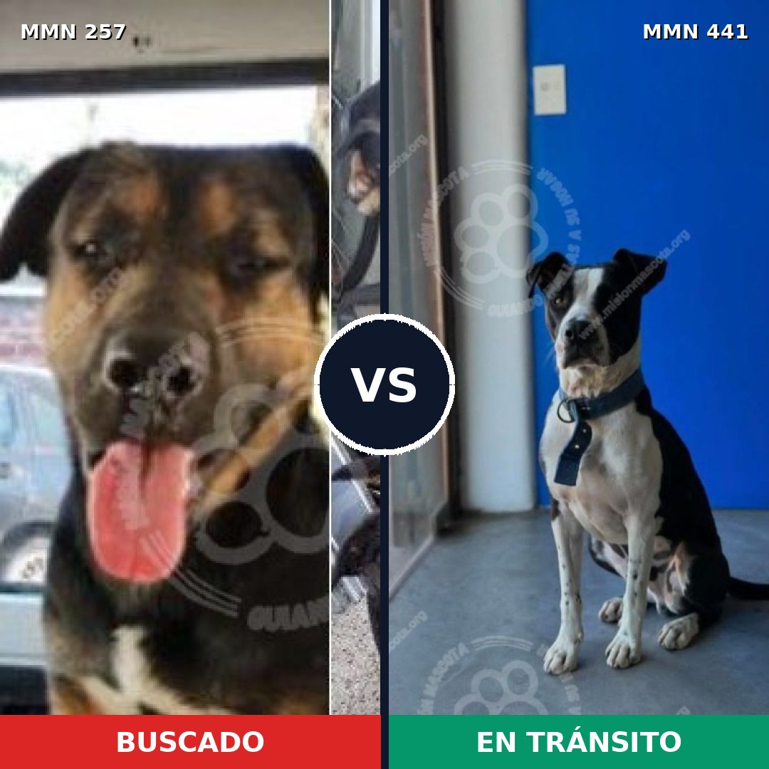 Comparativa MMS 5483: mascota perdida y mascota encontrada, 63% de similitud