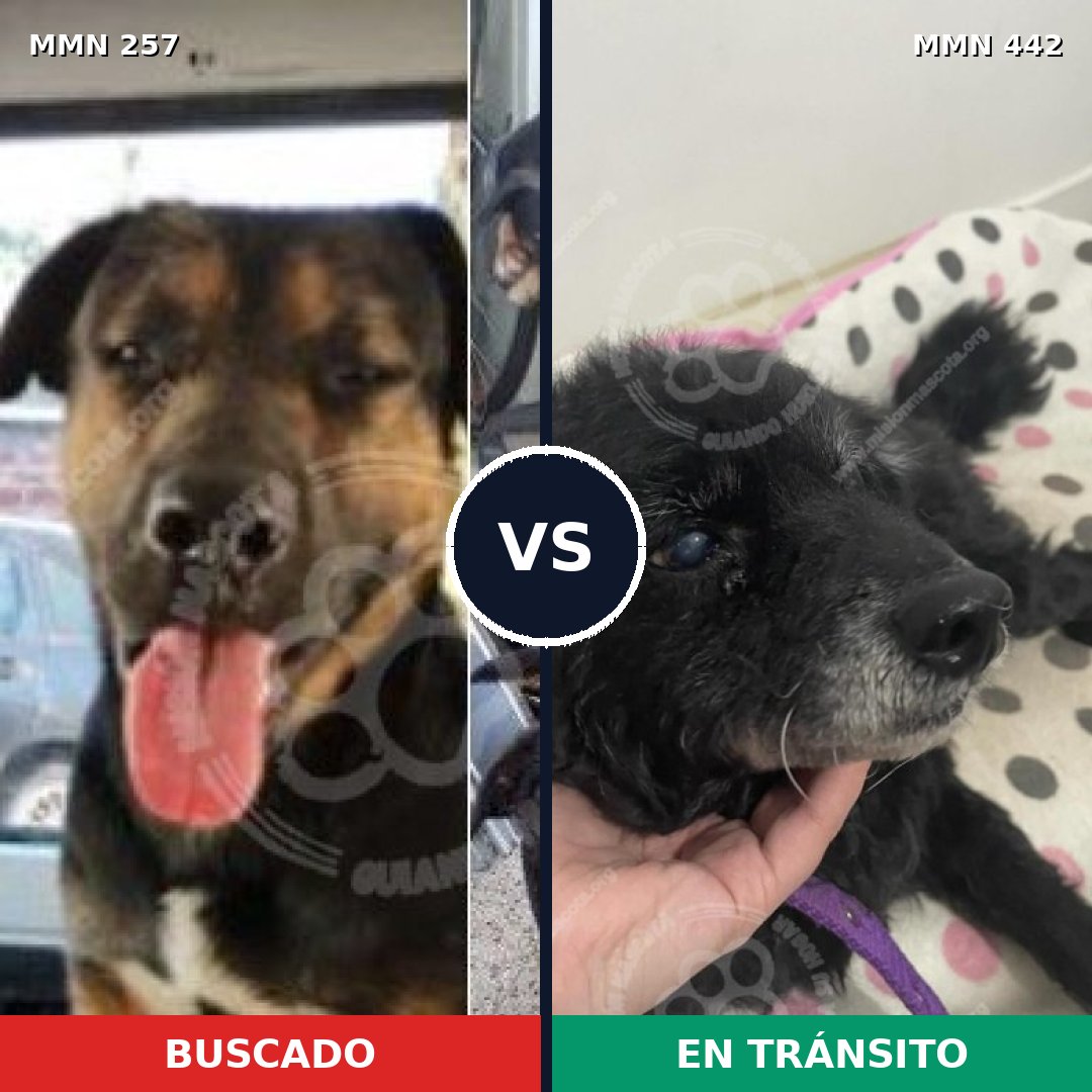 Comparativa MMS 5484: mascota perdida y mascota encontrada, 16% de similitud