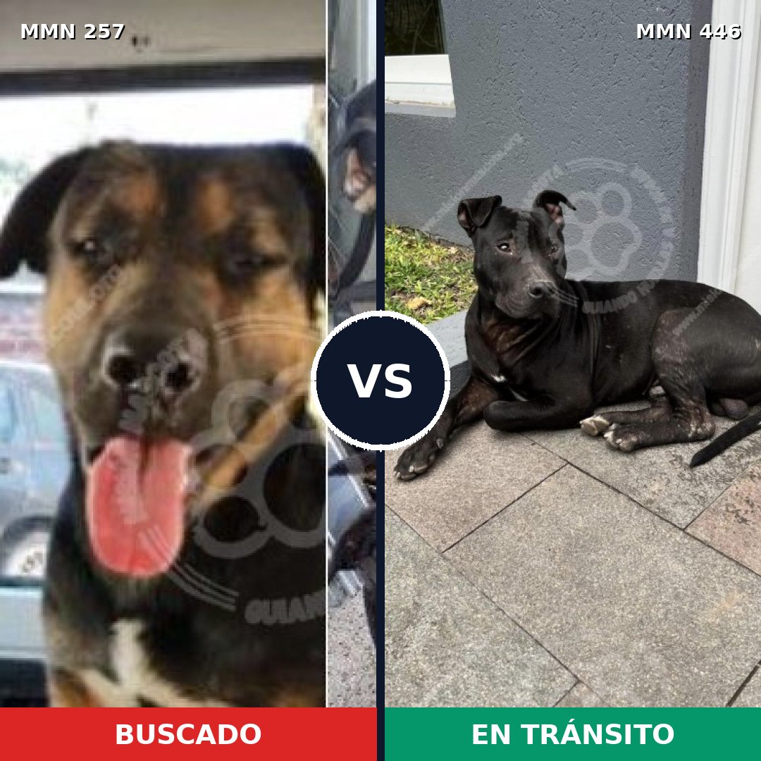 Comparativa MMS 5485: mascota perdida y mascota encontrada, 23% de similitud