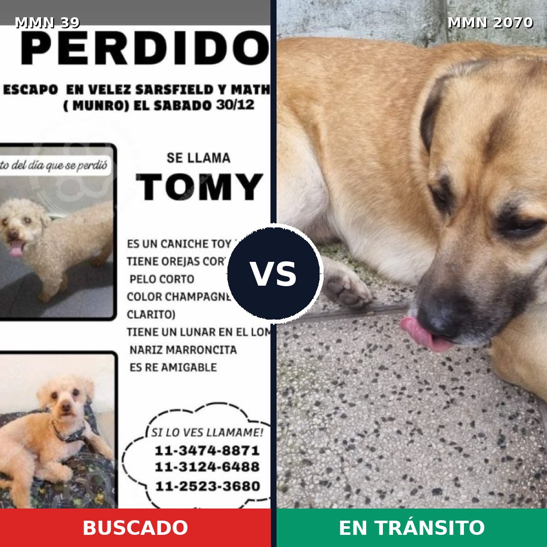 Comparativa MMS 54852: mascota perdida y mascota encontrada, 25% de similitud