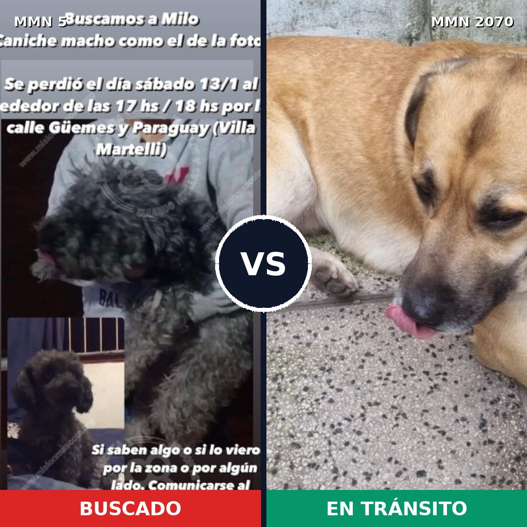 Comparativa MMS 54855: mascota perdida y mascota encontrada, 37% de similitud