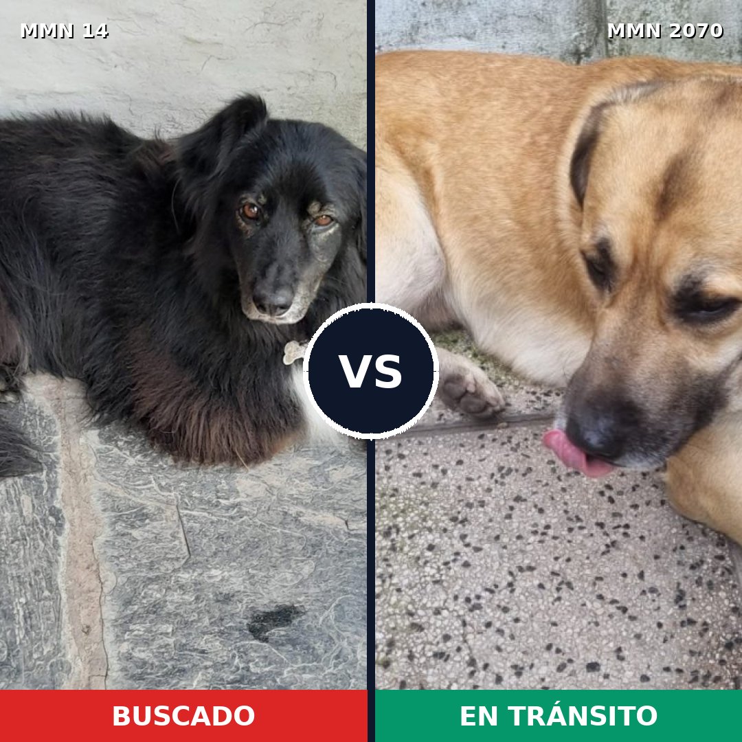Comparativa MMS 54859: mascota perdida y mascota encontrada, 58% de similitud
