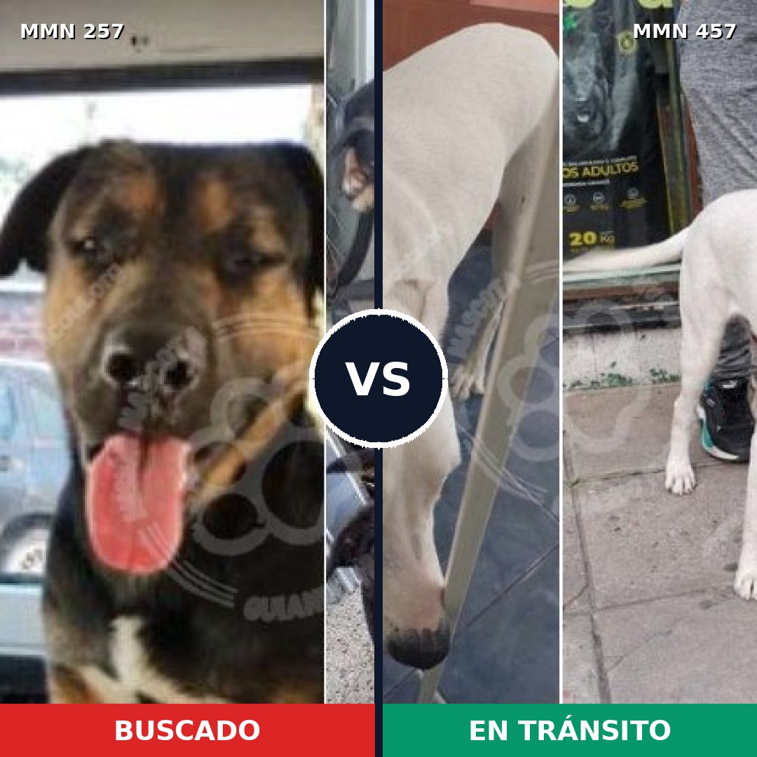 Comparativa MMS 5486: mascota perdida y mascota encontrada, 11% de similitud