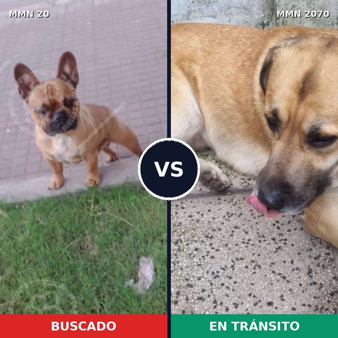 Comparativa MMS 54860: mascota perdida y mascota encontrada, 39% de similitud
