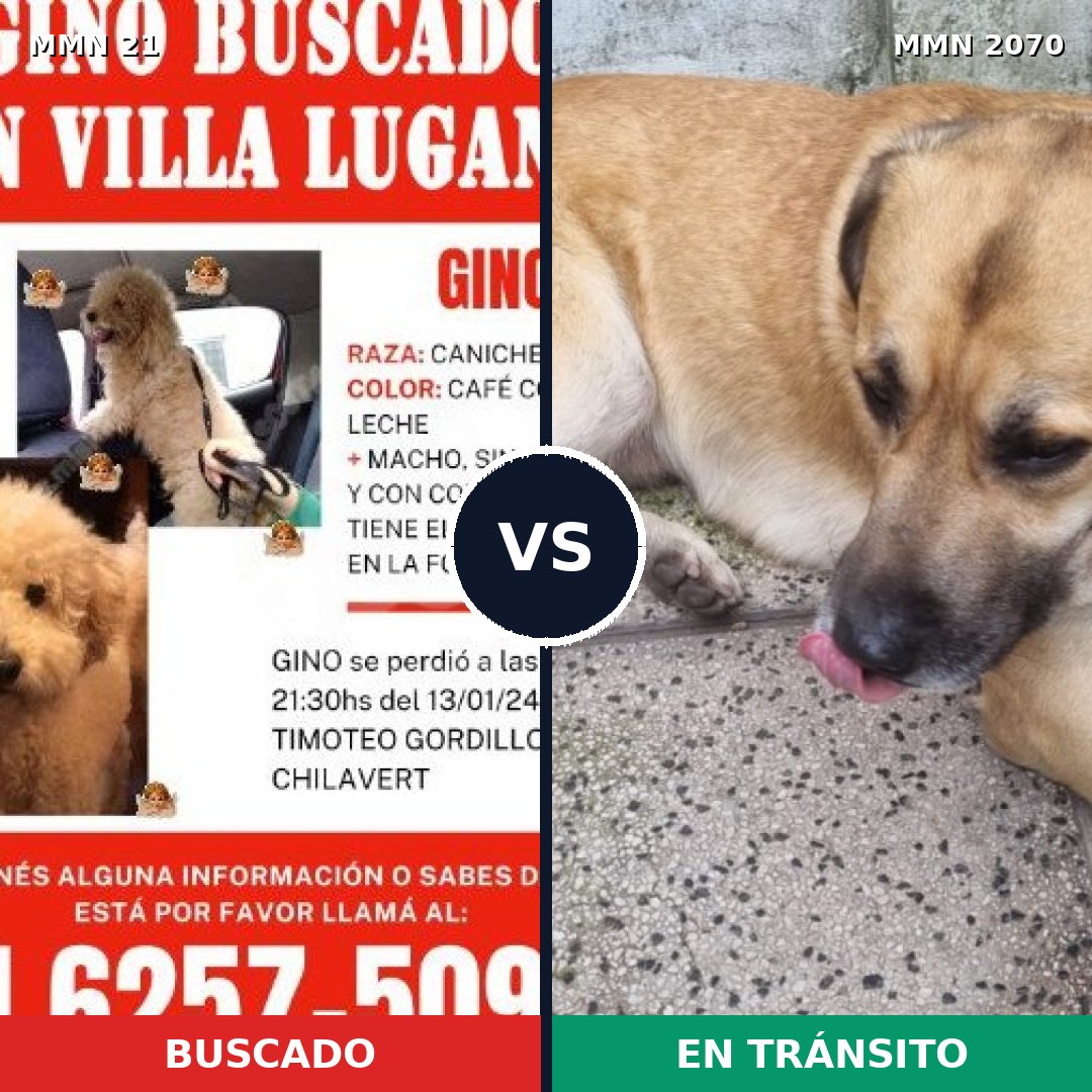 Comparativa MMS 54861: mascota perdida y mascota encontrada, 41% de similitud