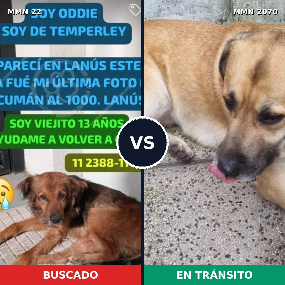 Comparativa MMS 54862: mascota perdida y mascota encontrada, 61% de similitud