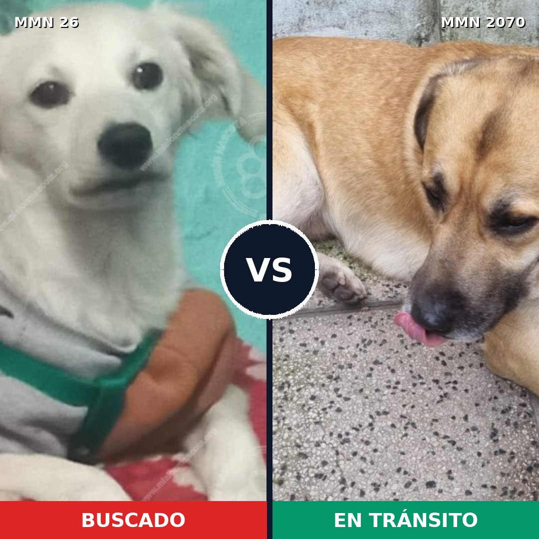 Comparativa MMS 54863: mascota perdida y mascota encontrada, 56% de similitud