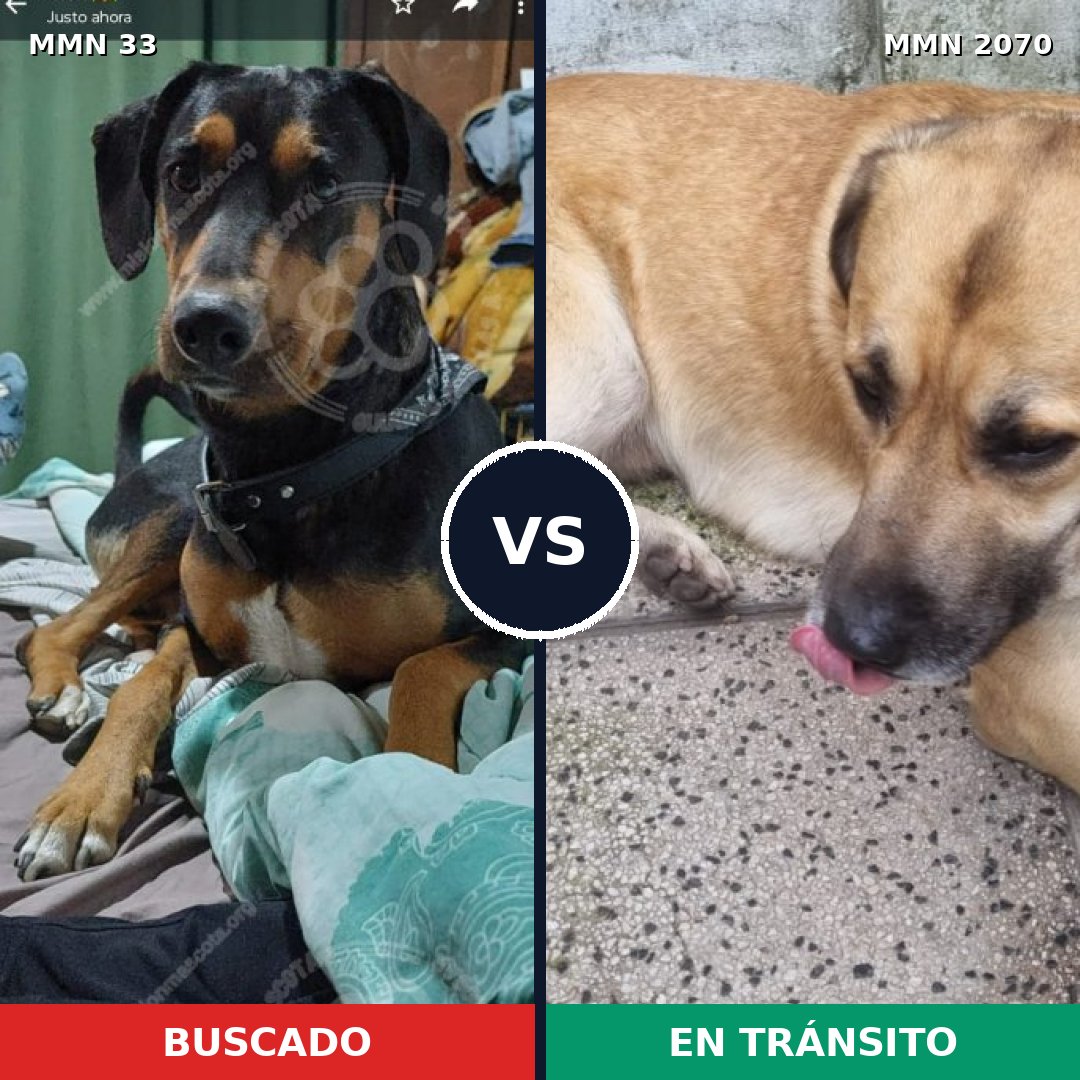 Comparativa MMS 54864: mascota perdida y mascota encontrada, 57% de similitud