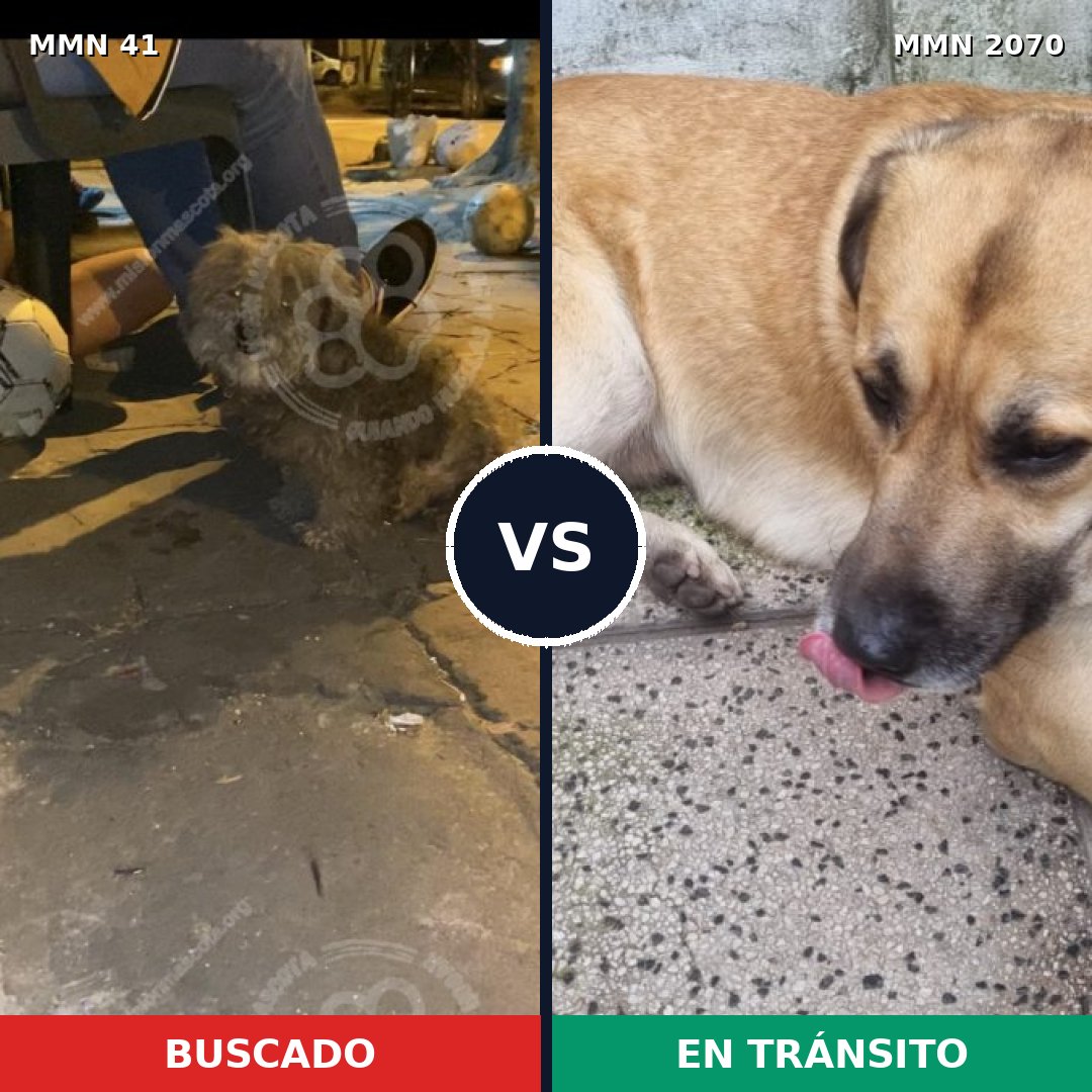 Comparativa MMS 54865: mascota perdida y mascota encontrada, 55% de similitud