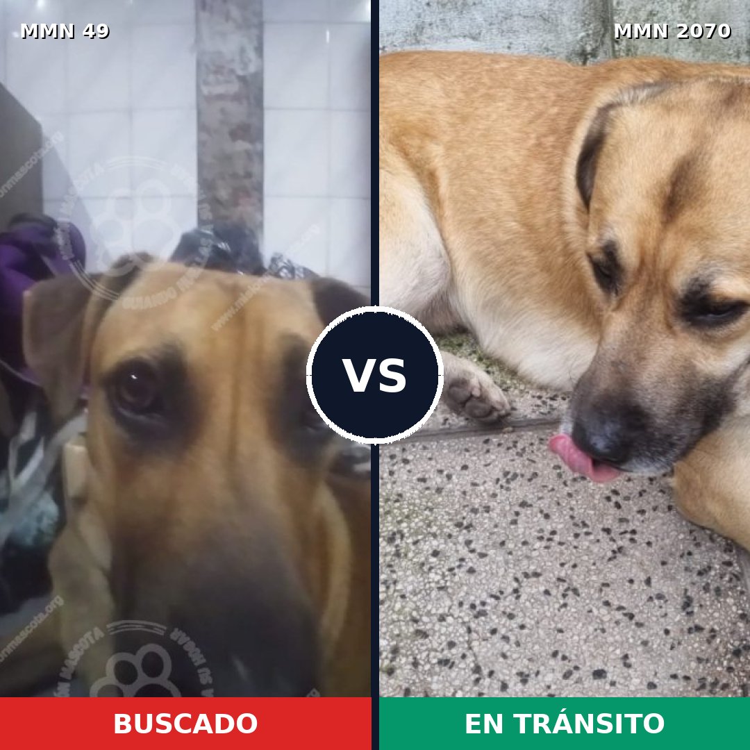Comparativa MMS 54866: mascota perdida y mascota encontrada, 53% de similitud