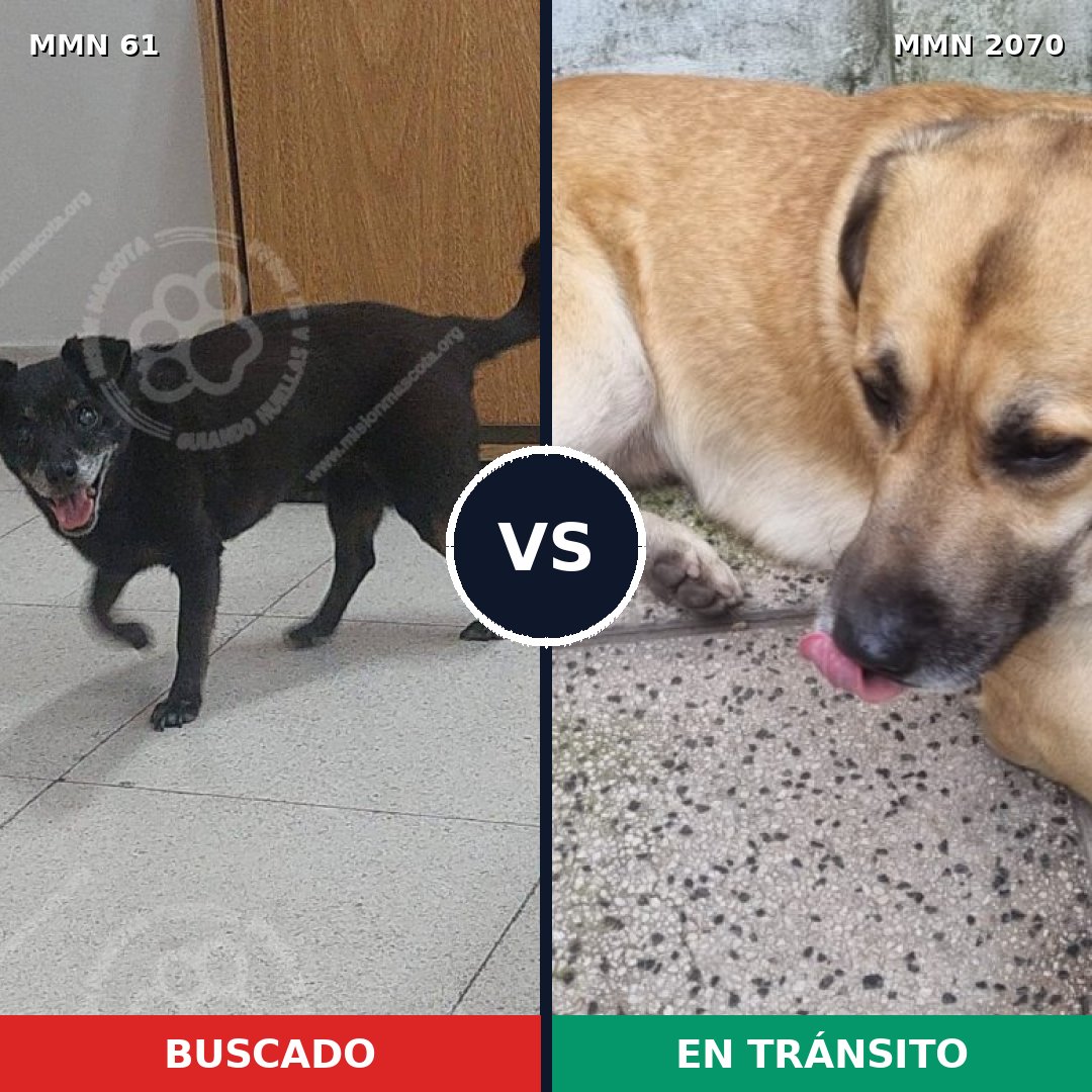 Comparativa MMS 54868: mascota perdida y mascota encontrada, 60% de similitud