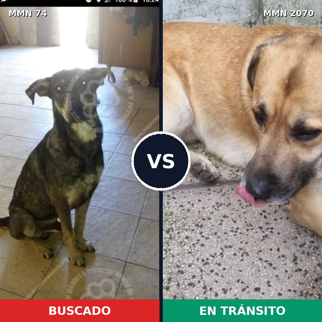 Comparativa MMS 54869: mascota perdida y mascota encontrada, 52% de similitud