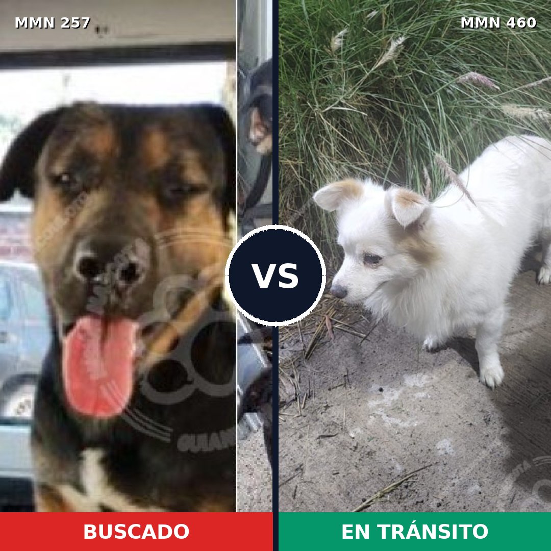 Comparativa MMS 5487: mascota perdida y mascota encontrada, 8% de similitud