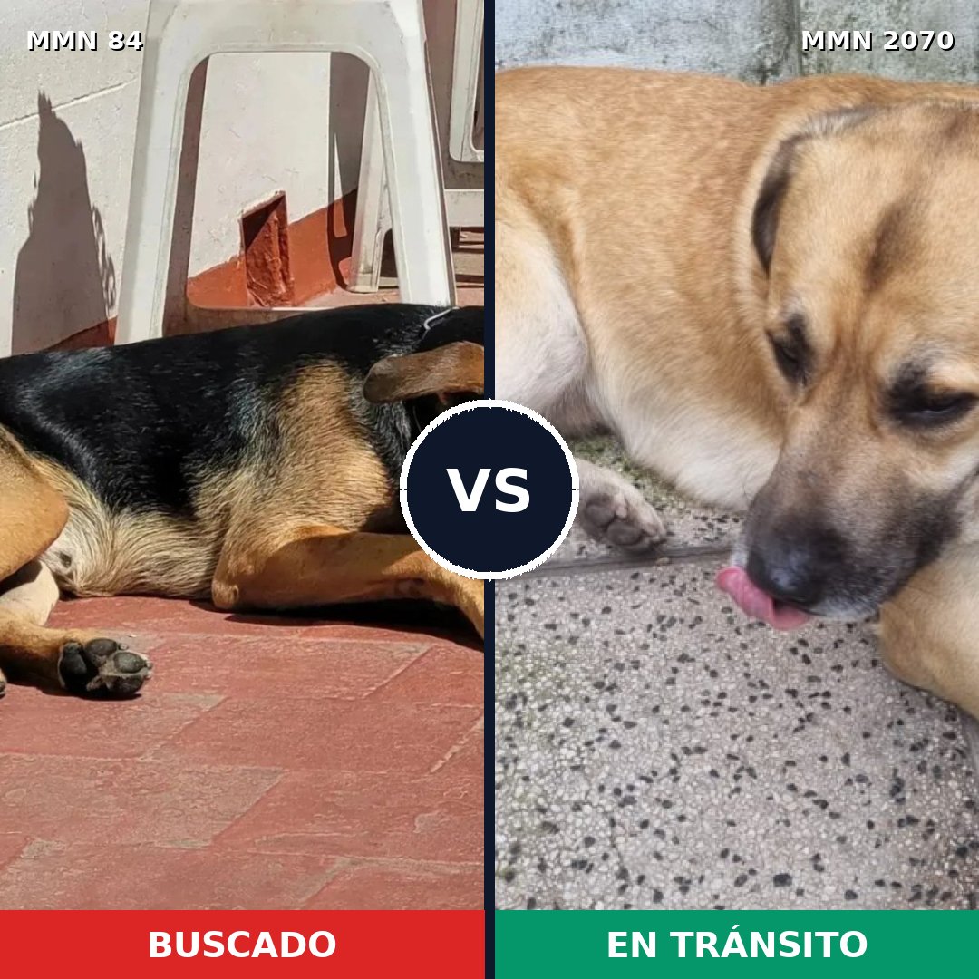 Comparativa MMS 54870: mascota perdida y mascota encontrada, 59% de similitud
