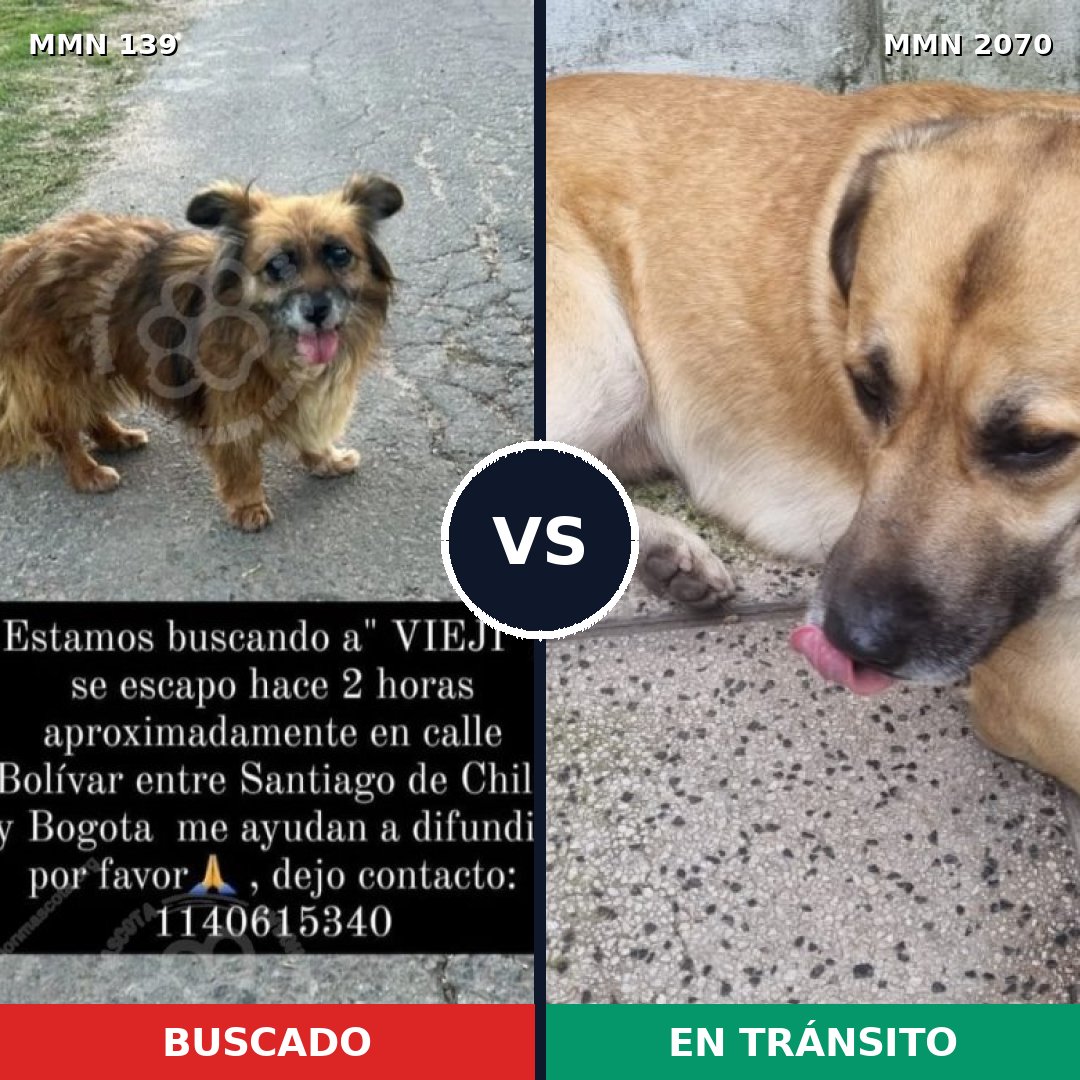 Comparativa MMS 54872: mascota perdida y mascota encontrada, 60% de similitud