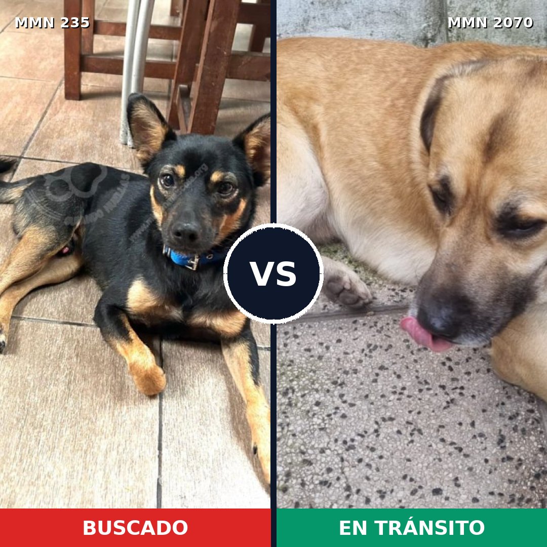Comparativa MMS 54874: mascota perdida y mascota encontrada, 54% de similitud