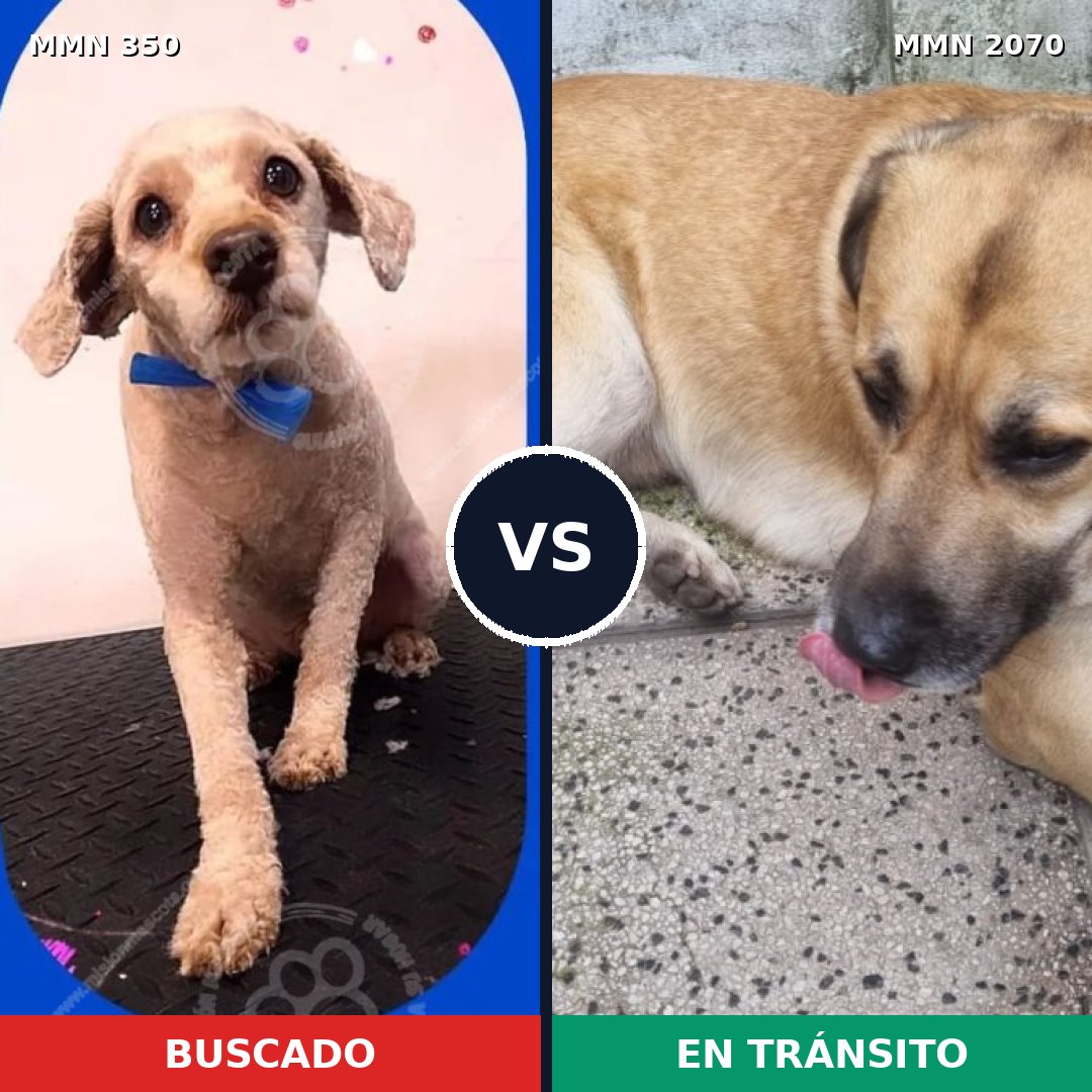 Comparativa MMS 54877: mascota perdida y mascota encontrada, 49% de similitud