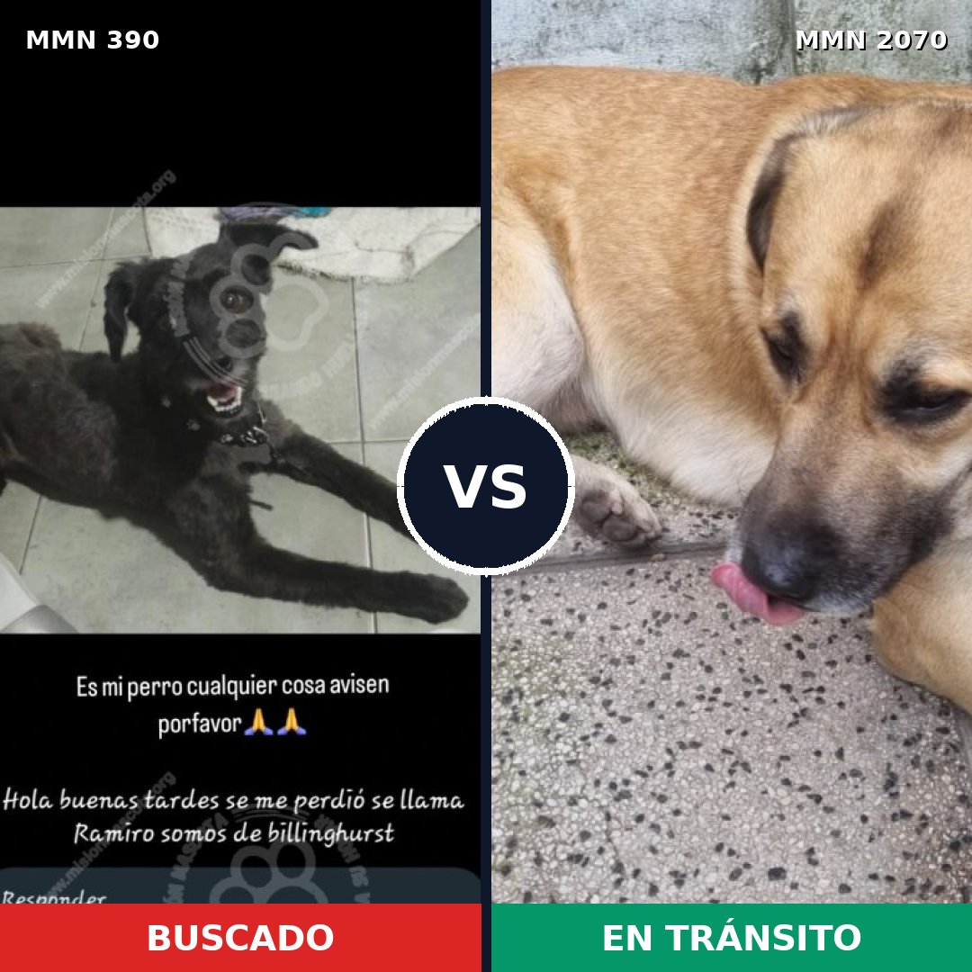 Comparativa MMS 54879: mascota perdida y mascota encontrada, 49% de similitud