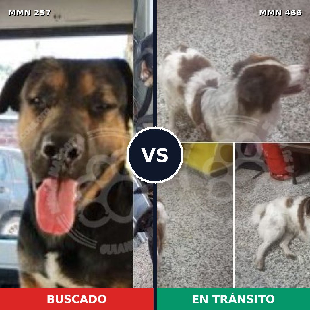 Comparativa MMS 5488: mascota perdida y mascota encontrada, 8% de similitud