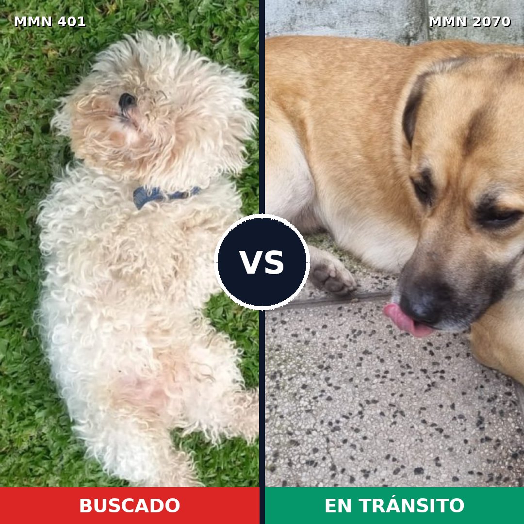 Comparativa MMS 54880: mascota perdida y mascota encontrada, 24% de similitud