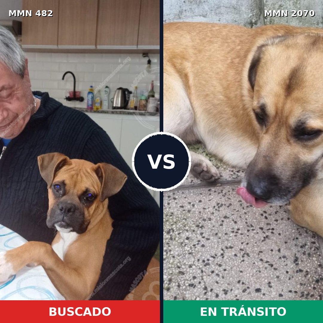 Comparativa MMS 54887: mascota perdida y mascota encontrada, 49% de similitud