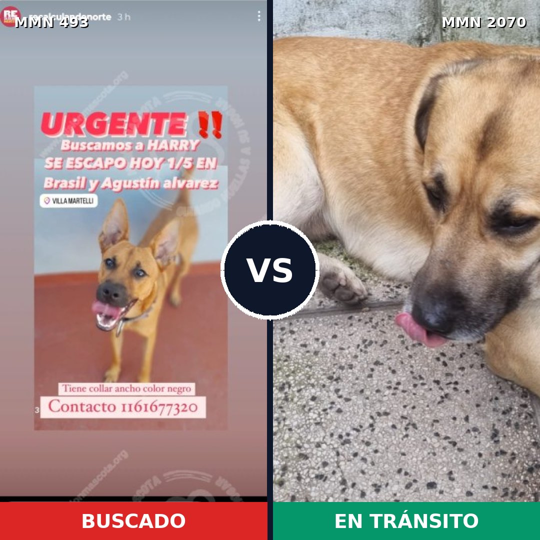 Comparativa MMS 54889: mascota perdida y mascota encontrada, 78% de similitud