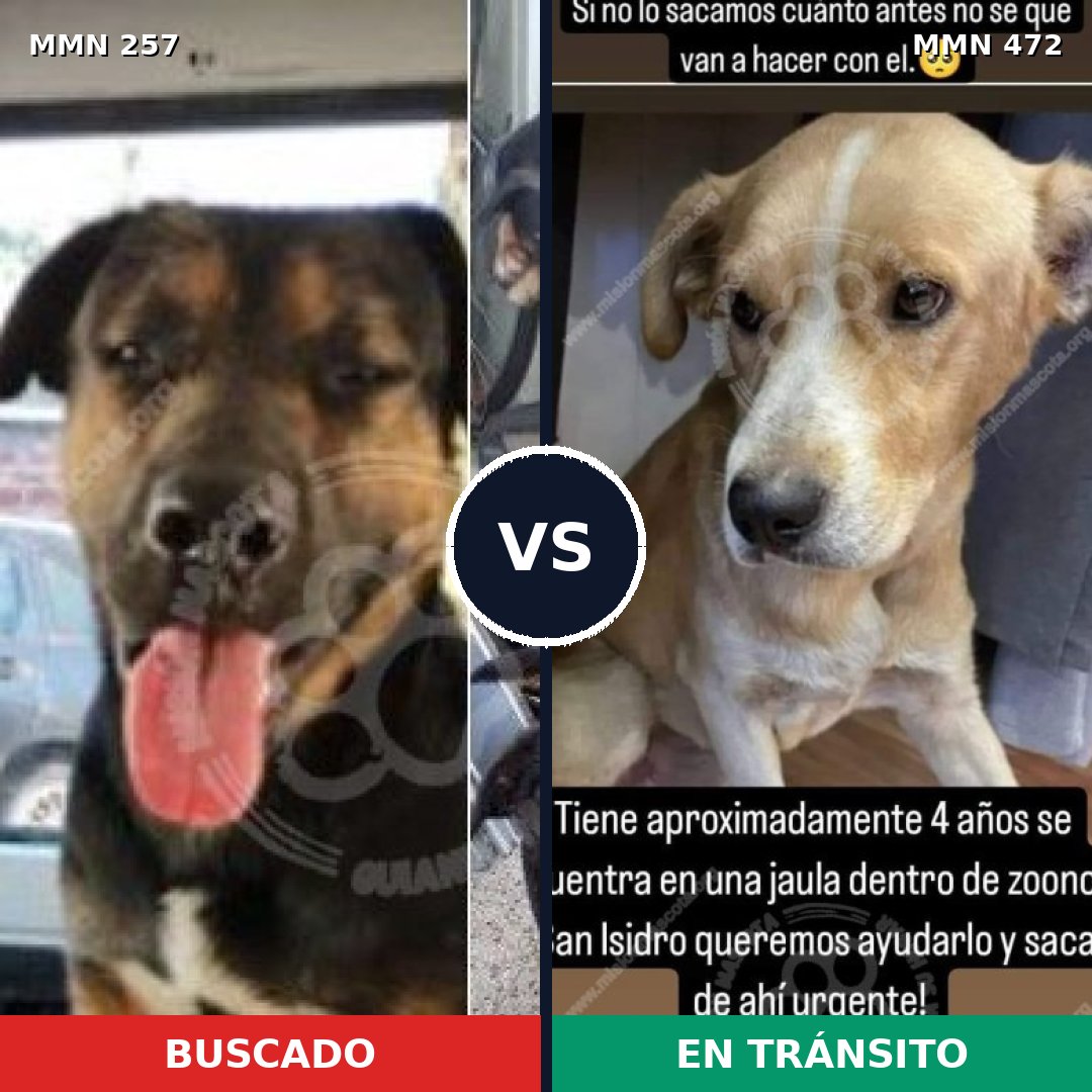 Comparativa MMS 5489: mascota perdida y mascota encontrada, 10% de similitud