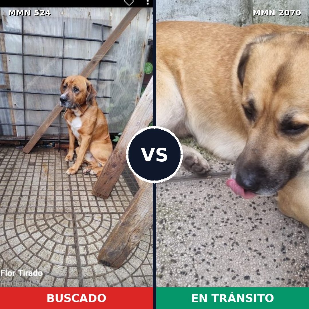 Comparativa MMS 54890: mascota perdida y mascota encontrada, 60% de similitud
