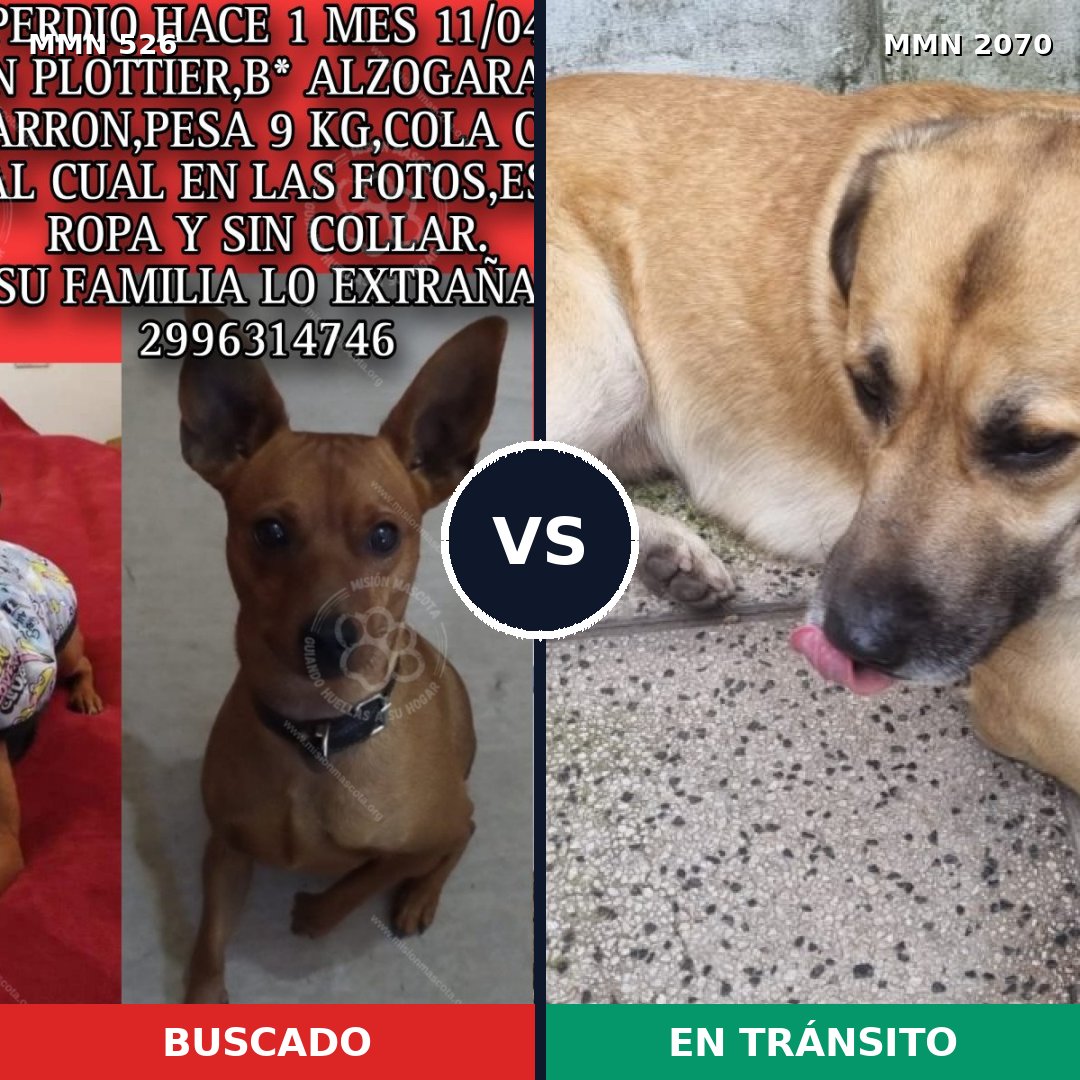 Comparativa MMS 54891: mascota perdida y mascota encontrada, 30% de similitud