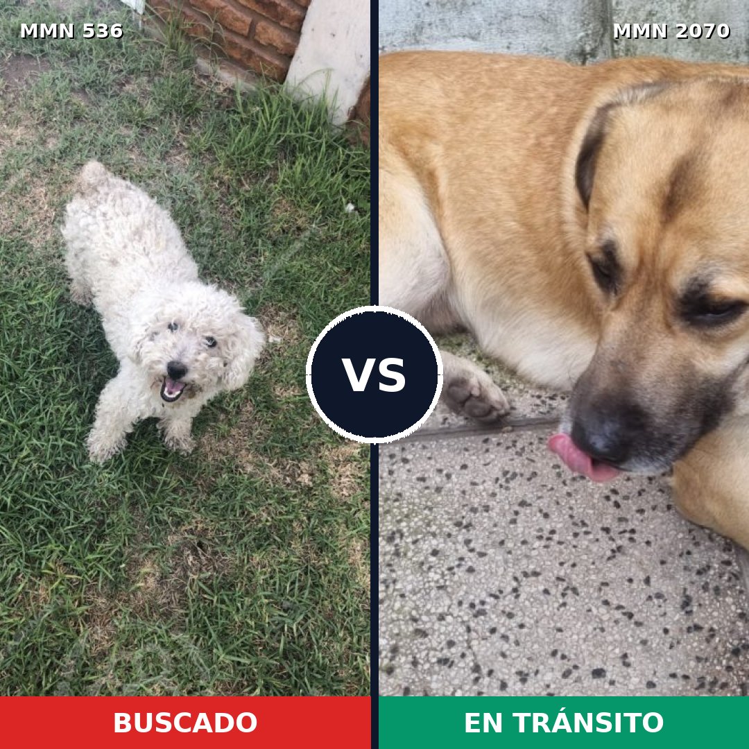Comparativa MMS 54892: mascota perdida y mascota encontrada, 41% de similitud