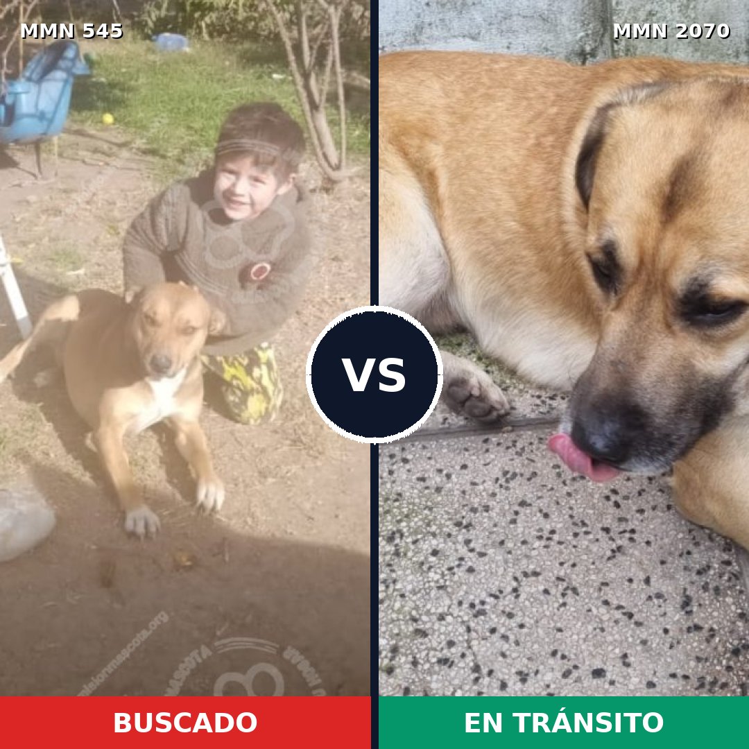 Comparativa MMS 54893: mascota perdida y mascota encontrada, 60% de similitud