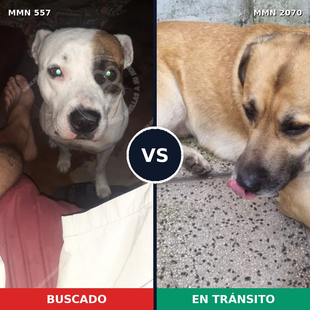 Comparativa MMS 54897: mascota perdida y mascota encontrada, 54% de similitud