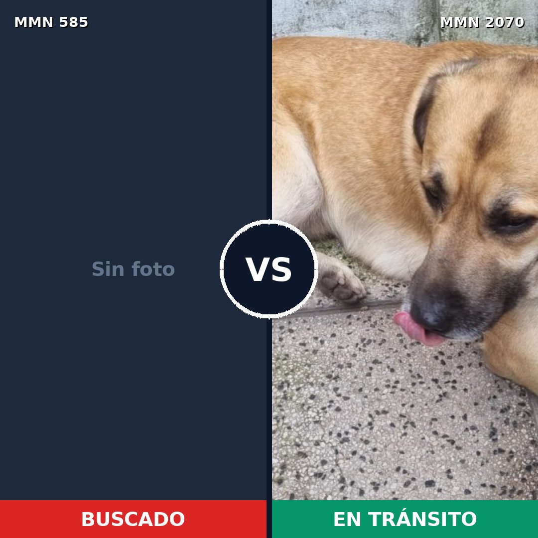 Comparativa MMS 54899: mascota perdida y mascota encontrada, 31% de similitud