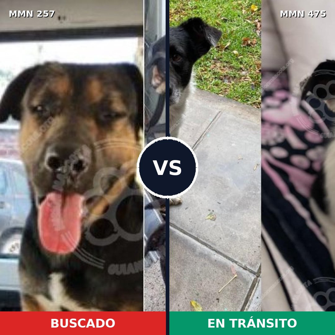 Comparativa MMS 5490: mascota perdida y mascota encontrada, 23% de similitud