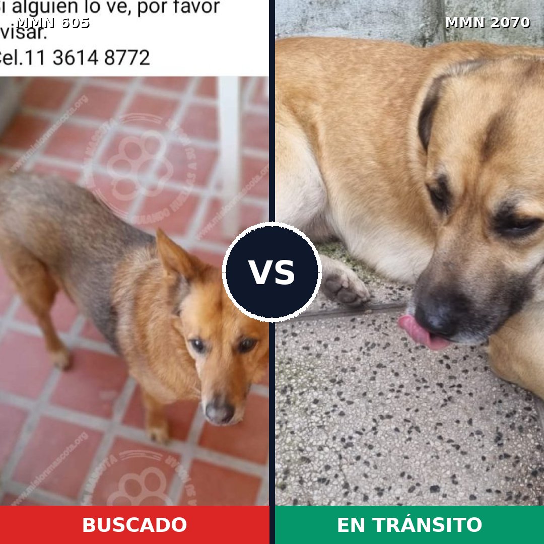 Comparativa MMS 54900: mascota perdida y mascota encontrada, 77% de similitud