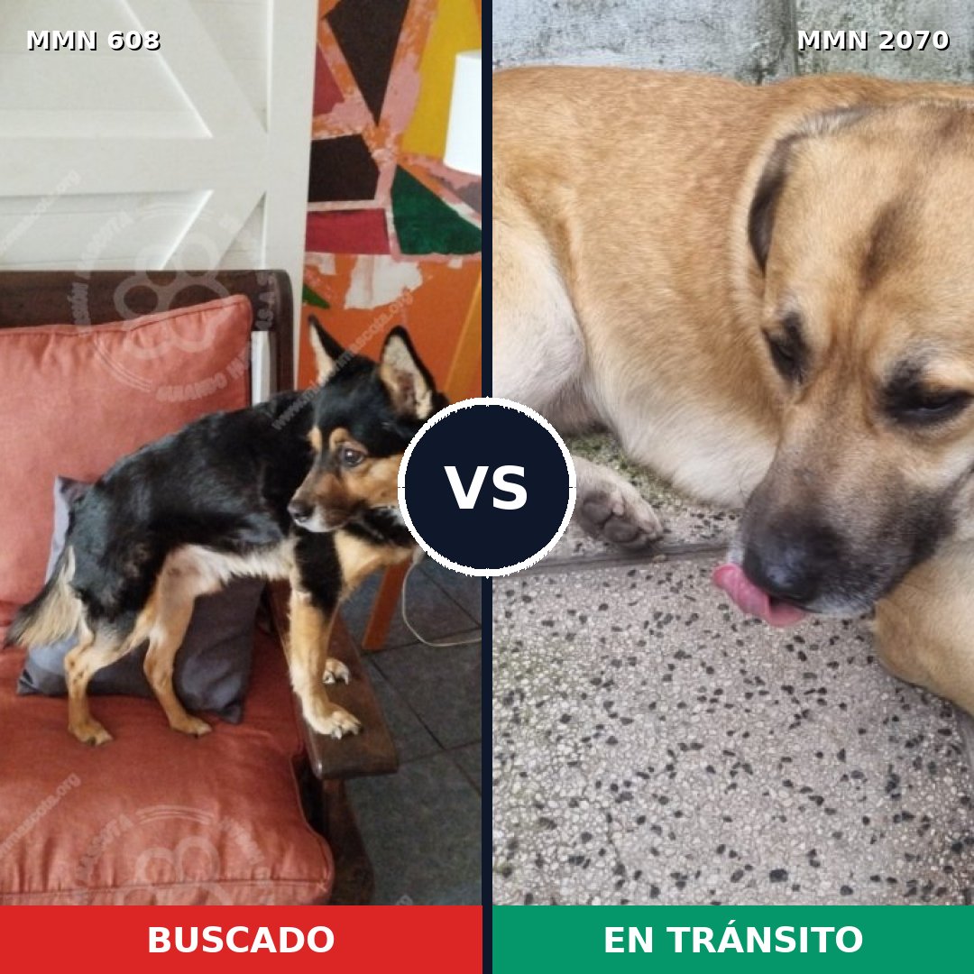 Comparativa MMS 54902: mascota perdida y mascota encontrada, 76% de similitud