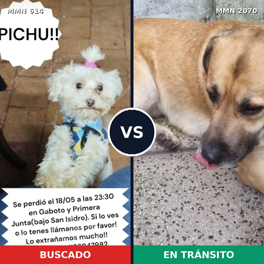 Comparativa MMS 54903: mascota perdida y mascota encontrada, 40% de similitud