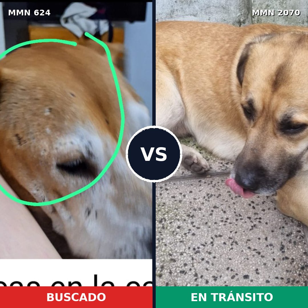 Comparativa MMS 54904: mascota perdida y mascota encontrada, 40% de similitud